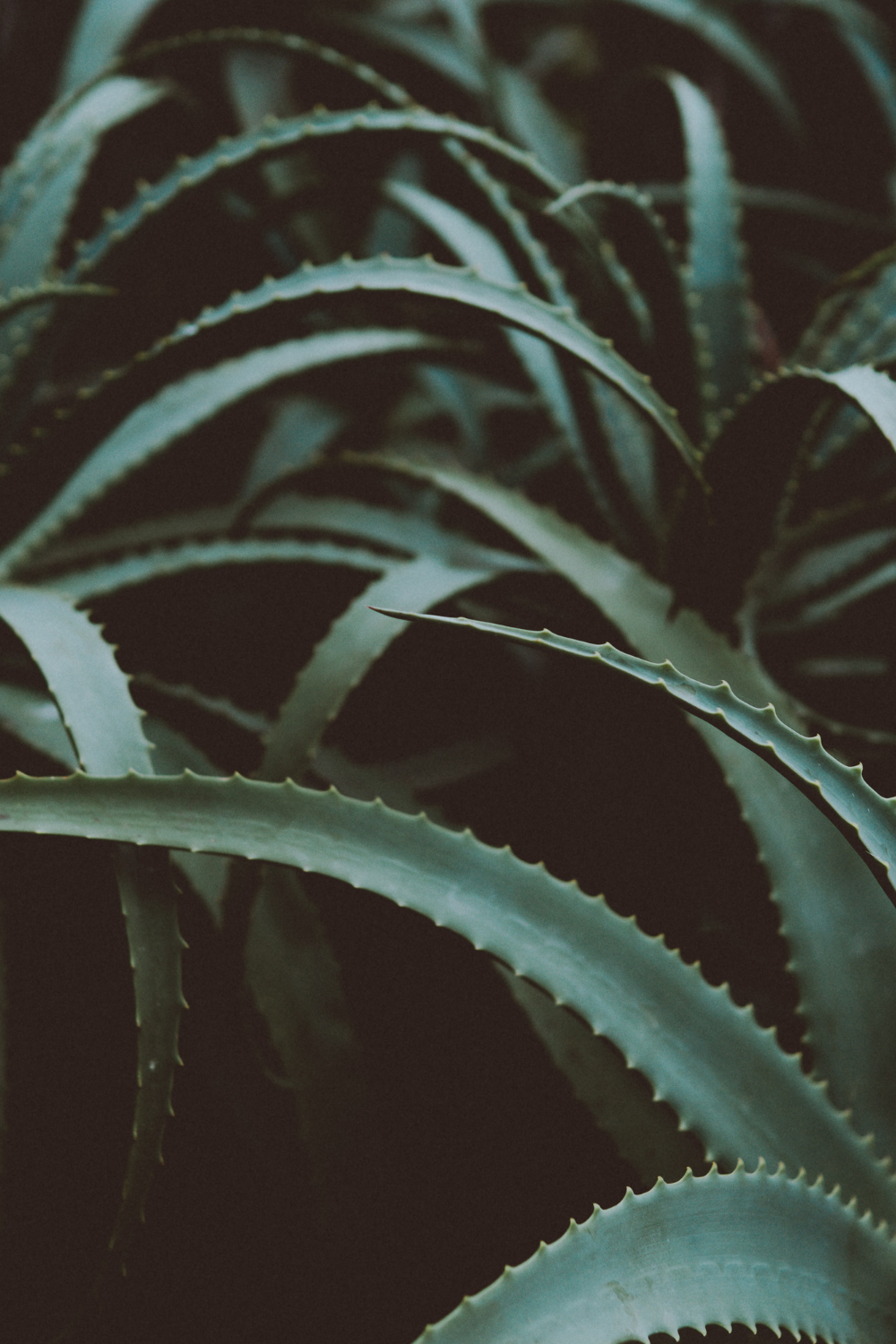 aloe vera gel for locs